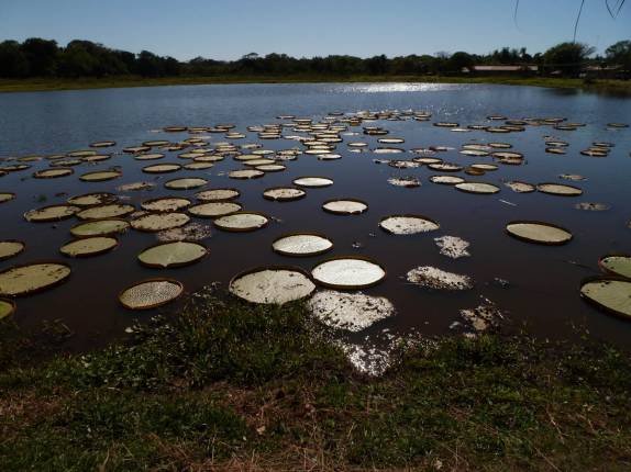 Vitórias-Régias em lago de hotel em Porto Jofre, no final da rodovia Transpantaneira, no Pantanal Norte, no Mato Grosso